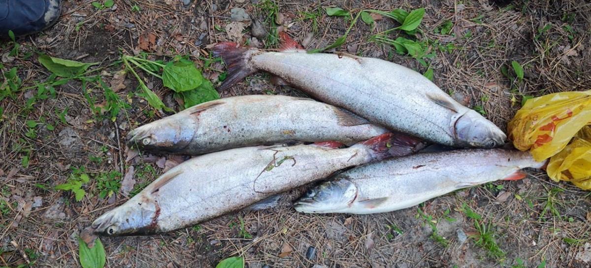 В Алтайском крае задержан браконьер за незаконный вылов краснокнижной рыбы