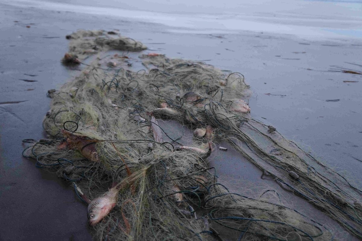 Инспекторы Ордынского отдела наказали нарушителя правил рыболовства