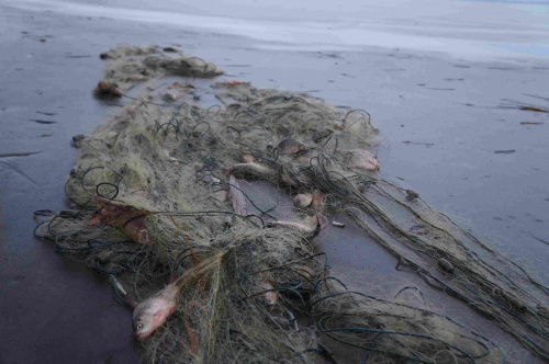 Инспекторы Ордынского отдела наказали нарушителя правил рыболовства