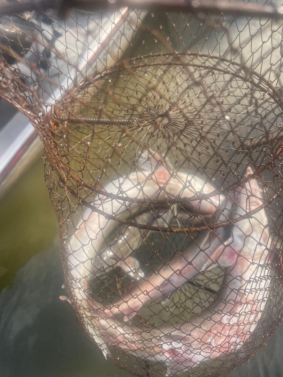 6 месяцев исправительных работ за 4 стерляди