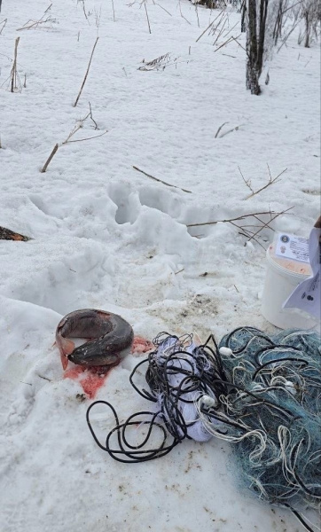 Браконьер выловил краснокнижного тайменя в Кузбассе