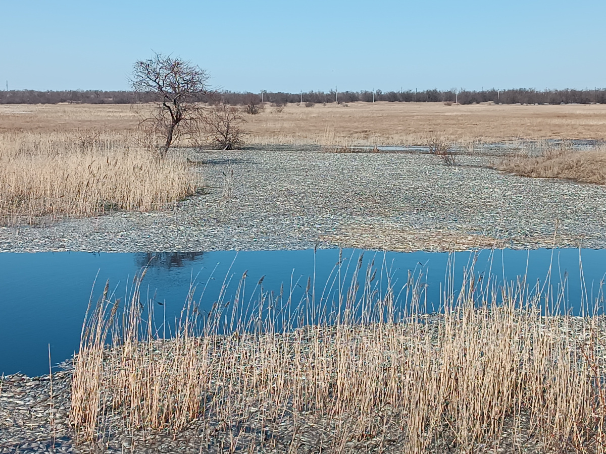 Водным биоресурсам оз. Сикачи в границах г. Славгорода нанесен значительный ущерб