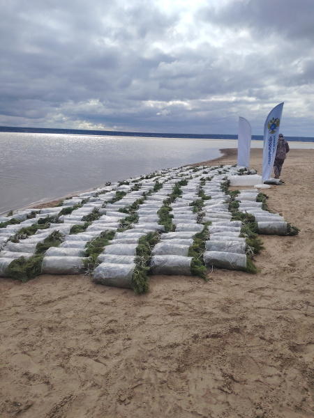 Установка искусственных нерестилищ на Новосибирском водохранилище