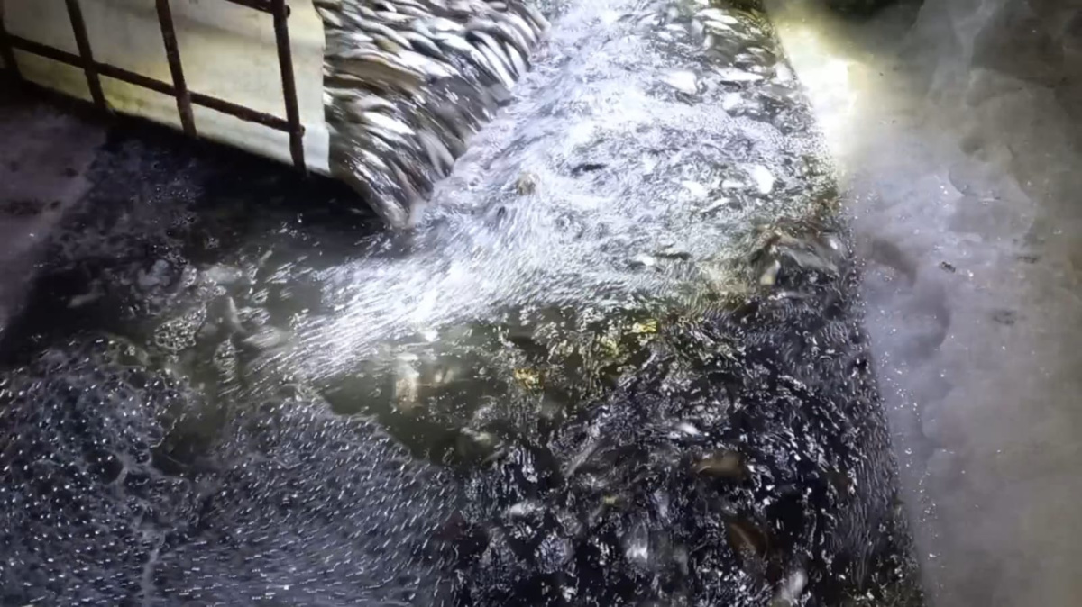 В Алтайском крае проводятся мероприятия по спасению рыбы