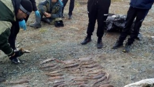 В Омской области задержаны нарушители с краснокнижной рыбой