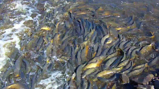 Омская рыбоохрана предупреждает весенне-нерестовых ограничениях рыболовства