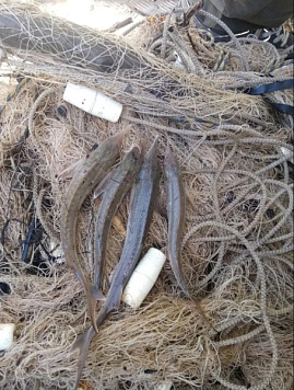 Наказание в виде двух лет лишения свободы условно с испытательным сроком 1 год назначено жителям Горьковского района Омской области за совершения преступления, предусмотренного ч. 3 ст. 256 УК РФ.