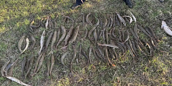 В Большереченском районе Омской области  задержаны нарушители с осетровыми видами рыб