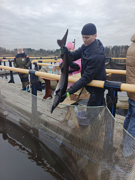 В Томской области проведено обследование рыбоводного предприятия