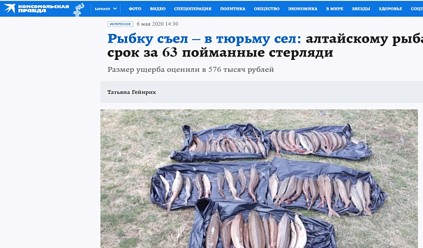 Статья Комсомольской правды по пресечению браконьерского промысла стерляди в Алтайском крае